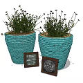 Decorative Potted Green Plants in Blue Woven Pots with Small Wooden Frames