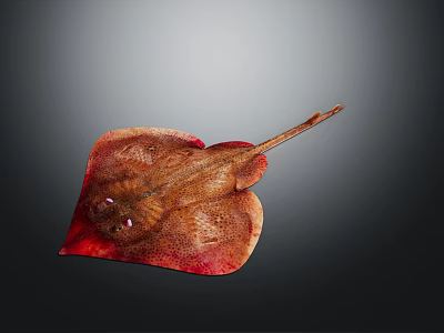 Brown And Red Colored Marine Ray With Long Tail On Dark Background 3d model