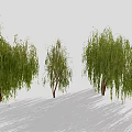Weeping Willow Trees with Green Hanging Branches and Brown Trunks on Light Ground with Shadows