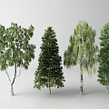 Four Varieties of Arbor Trees With Diverse Foliage and Trunk Characteristics