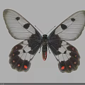 Colorful Butterfly Featuring Transparent Wings With Black Pink Spots And Greenish Patterns