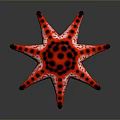 Vibrant Red Starfish With Black Spots And Spiky Texture On Gray Background 3d model