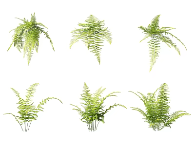 Fresh Green Fern Plants With Lush Foliage And Natural Leafy Design 3d model