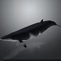 Realistic Blue Whale With White Belly Swimming In Gray Background Scene