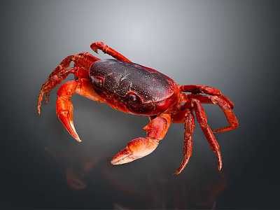 Red Black Crab With Long Legs And Sharp Claws On Dark Shiny Surface 3d model