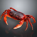 Red Black Crab With Long Legs And Sharp Claws On Dark Shiny Surface 3d model