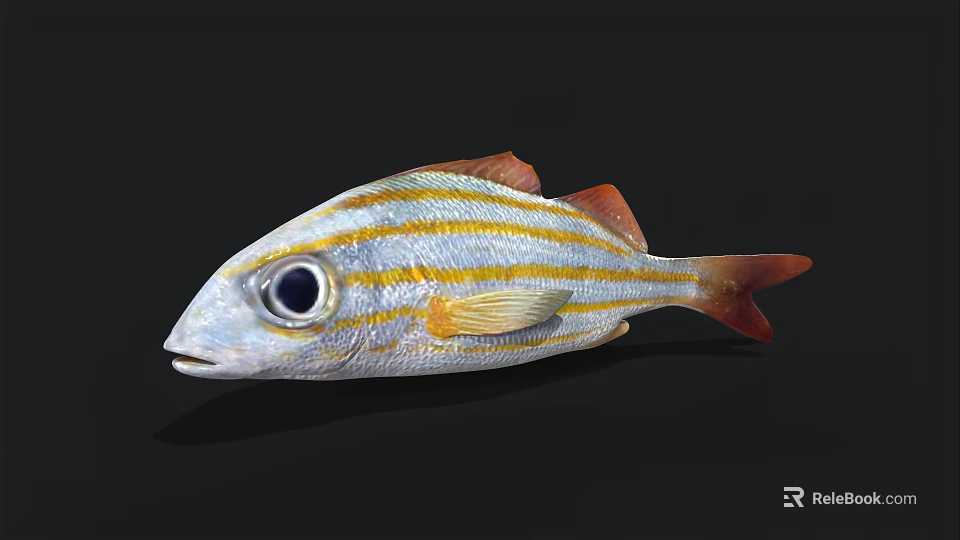 Vibrant Striped Aquatic Fish Featuring Large Eyes Silver Body Yellow Stripes And Red Fins 3d model 
