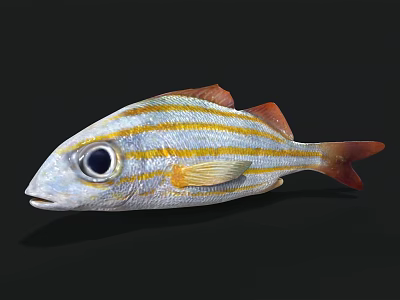 Vibrant Striped Aquatic Fish Featuring Large Eyes Silver Body Yellow Stripes And Red Fins 3d model