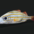 Vibrant Striped Aquatic Fish Featuring Large Eyes Silver Body Yellow Stripes And Red Fins