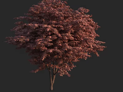 Vibrant Red Leaf Arbor With Dense Foliage And Single Trunk On Dark Background 3d model