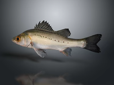 Silver Fish With Black Spots Dark Fins And Tail On Gray Background With Reflection 3d model