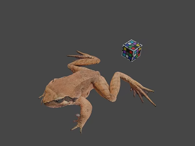 3D Render Of Brown Frog With Colorful Rubiks Cube On Gray Background 3d model