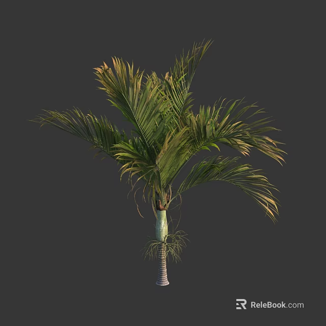 Tall Tropical Tree With Lush Green Feather Like Leaves And Slender Trunk 3d model 
