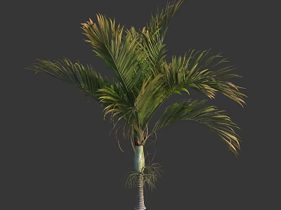 Tall Tropical Tree With Lush Green Feather Like Leaves And Slender Trunk 3d model