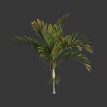 Tall Tropical Tree With Lush Green Feather Like Leaves And Slender Trunk