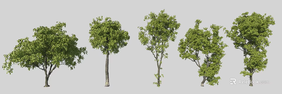 Green Leafy Trees With Various Trunk Structures And Natural Growth Habits 3d model