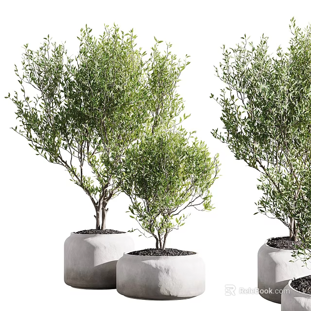 Bonsai Potted Plants with Lush Green Leaves in White Ceramic Pots for Indoor Decorative 3d model 