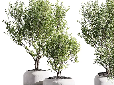 Bonsai Potted Plants with Lush Green Leaves in White Ceramic Pots for Indoor Decorative 3d model