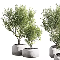Bonsai Potted Plants with Lush Green Leaves in White Ceramic Pots for Indoor Decorative