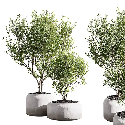 Bonsai Potted Plants with Lush Green Leaves in White Ceramic Pots for Indoor Decorative 3d model