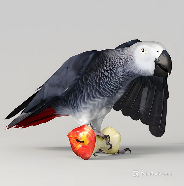 Blue Gray Parrot with Spread Wings Holding a Red and Yellow Apple 3d model 