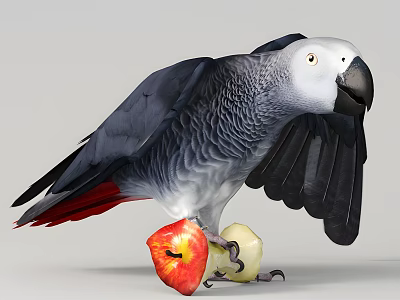 Blue Gray Parrot with Spread Wings Holding a Red and Yellow Apple 3d model
