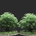 Two Lush Green Trees With Surrounding Grass And Small Pebbles In Outdoor Setting