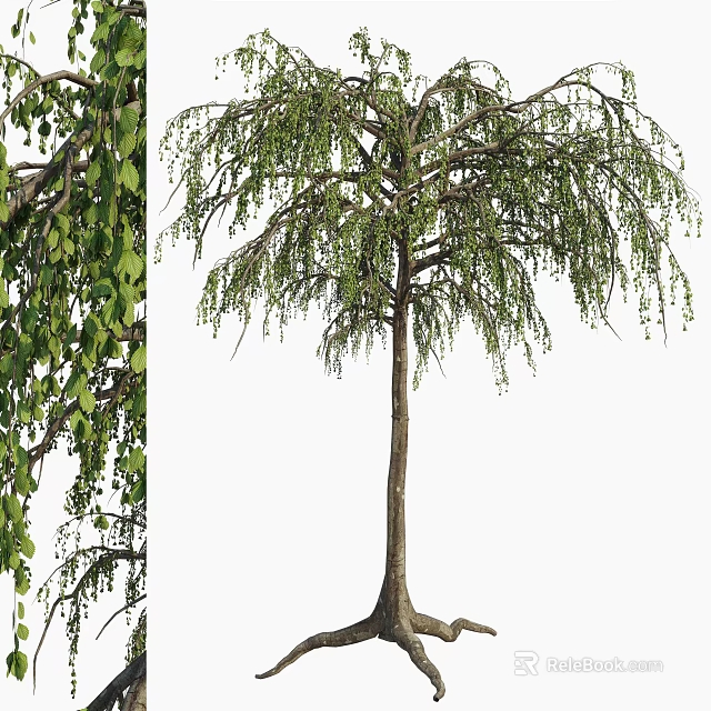 Weeping Willow Tree With Lush Green Hanging Branches Slender Trunk And Graceful Look 3d model 