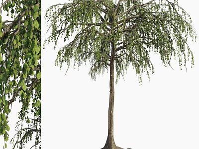 Weeping Willow Tree With Lush Green Hanging Branches Slender Trunk And Graceful Look 3d model