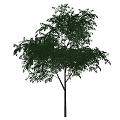 Tree 3d model