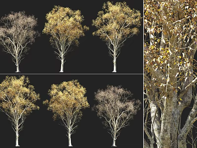 Trees in various seasonal forms with golden autumn leaves and textured trunks 3d model