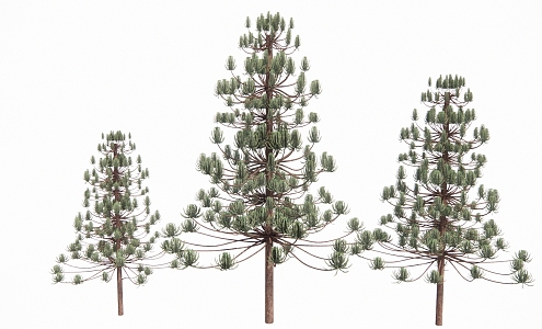 arbor southern chinese fir tree 3d model