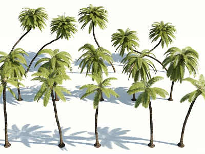 Tall Palm Trees With Lush Green Fronds And Long Trunks Casting Shadows 3d model