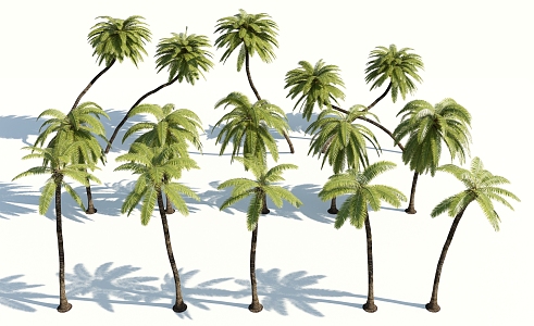 Modern Palm Tree 3d model