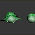 Fresh Green Cabbage with Leafy Outer Layers and Whole Round Head