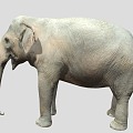 Elephant Elephant Chinese Elephant Asian Elephant African Elephant 3d model