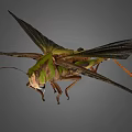 Green Grasshopper With Large Wings And Long Hind Legs Isolated On Gray Background