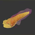 Orange Aquatic Fish with Red Spots Large Eyes Whiskers Slender Body Reflection on Dark Background