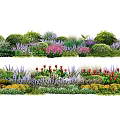 Garden Bushes With Colorful Red Purple Flowers And Green Foliage Plants
