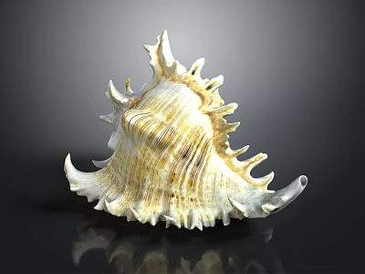 Conch Shell Featuring Yellowish White Color Detailed Texture Spiky Edges And Reflection On Dark Background 3d model