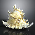 Conch Shell Featuring Yellowish White Color Detailed Texture Spiky Edges And Reflection On Dark Background