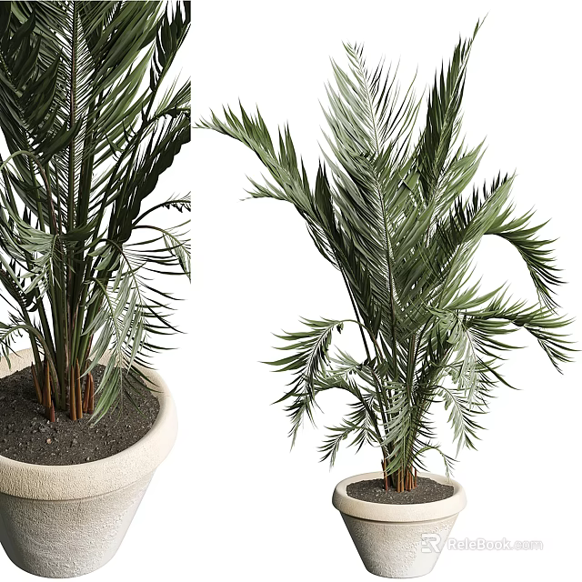 Potted Bonsai Plant With Green Feathery Leaves And Upright Stems In Light Colored Pot 3d model 