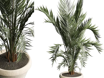 Potted Bonsai Plant With Green Feathery Leaves And Upright Stems In Light Colored Pot 3d model
