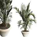 Potted Bonsai Plant With Green Feathery Leaves And Upright Stems In Light Colored Pot