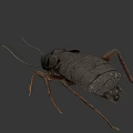 Detailed Realistic Cockroach With Dark Body Long Antennae And Legs