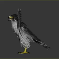 Spreading Wings Falcon With Black And White Spotted Feathers Yellow Talons Grey Background Reflective Ground