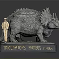 Miniature Human Figure Standing By Triceratops Prorsus Marsh Model On Base With Nameplate