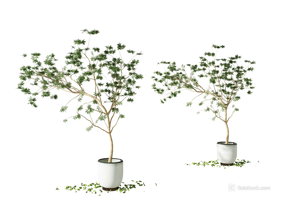 Bonsai Plant with Lush Green Foliage in White Ceramic Pots for Indoor Decor 3d model 