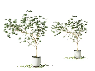 Bonsai Plant with Lush Green Foliage in White Ceramic Pots for Indoor Decor 3d model