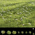 Blooming Flowers and Seasonal Grass Changes in Spring and Summer Scenery
